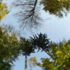 Wald im Wirbel