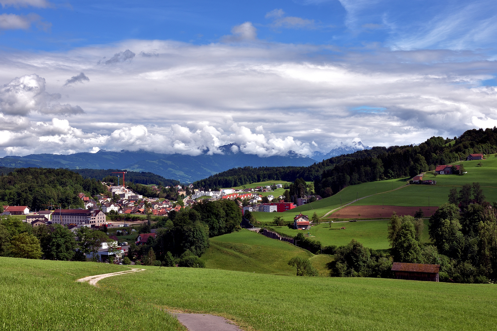 Wald im Zürcher Obland in der Schweiz