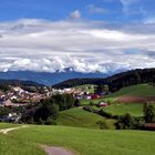 Wald im Zürcher Obland in der Schweiz