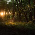 Wald im Zwielicht