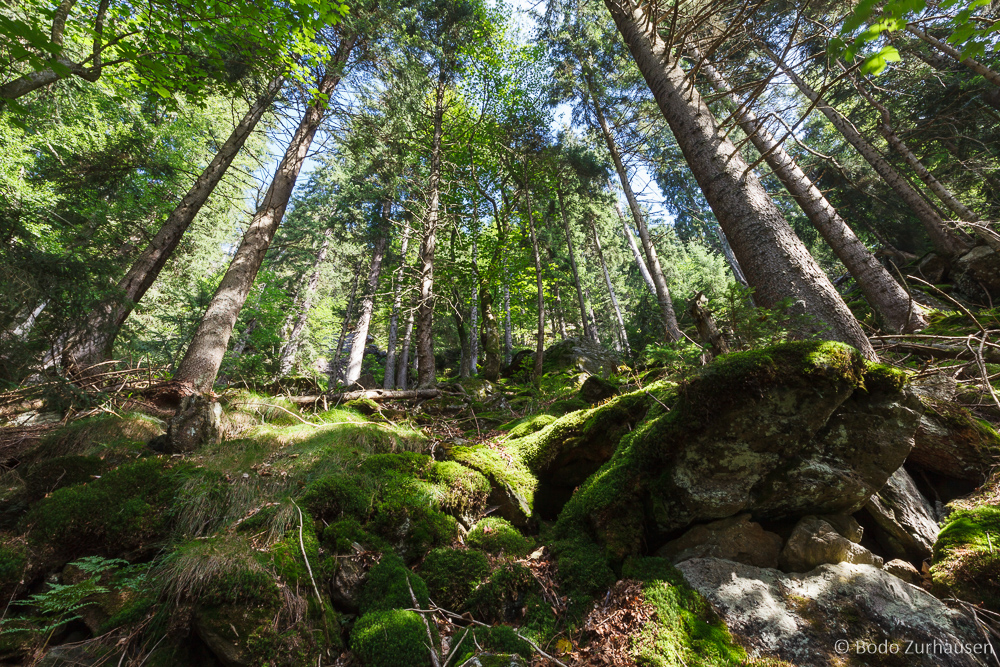 Wald-Impression