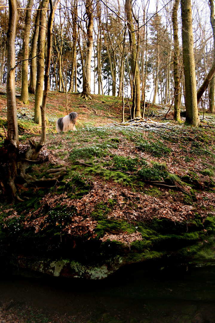 Wald Impressionen