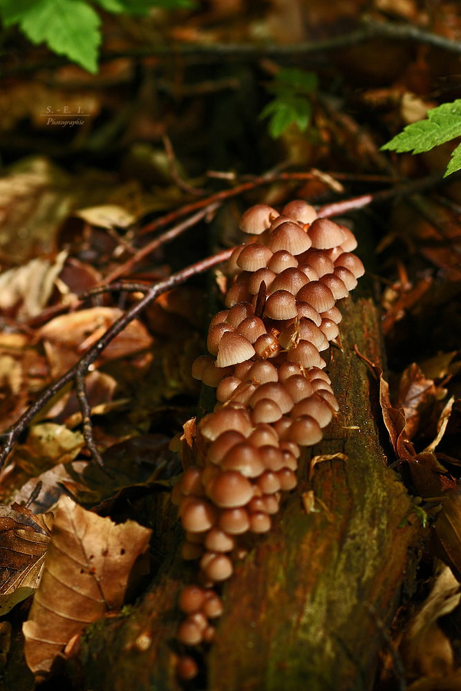 "Wald - Impressionen"