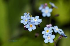 "Wald - Impressionen"