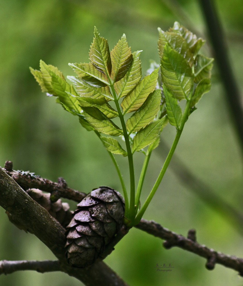 "Wald - Impressionen"