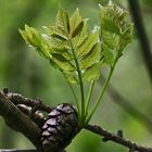 "Wald - Impressionen"