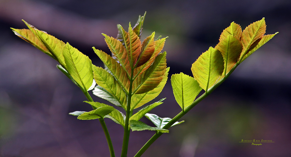 "Wald - Impressionen"