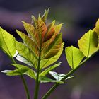 "Wald - Impressionen"