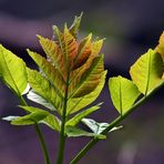 "Wald - Impressionen"