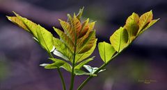 "Wald - Impressionen"