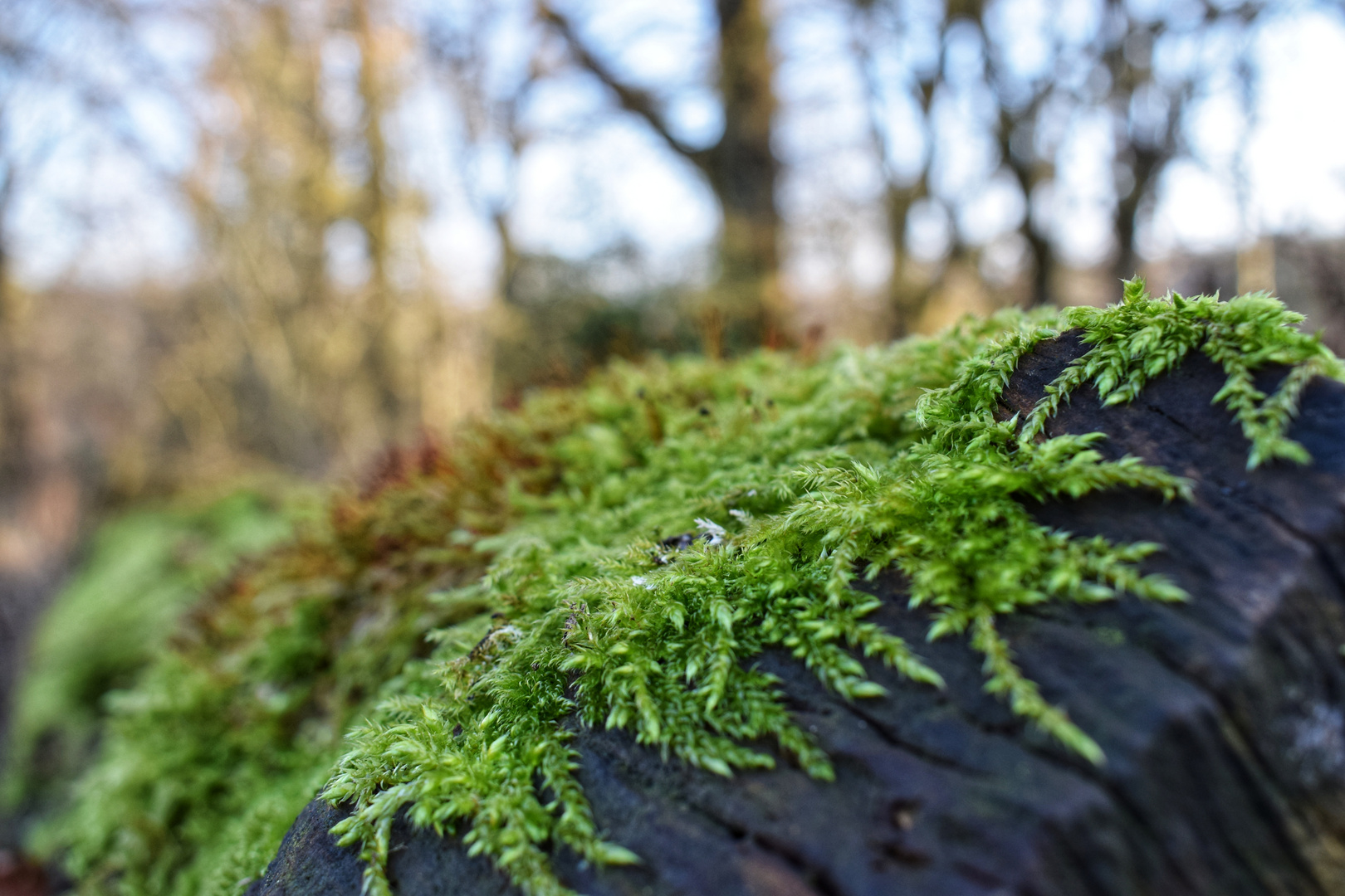 Wald Impressionen 