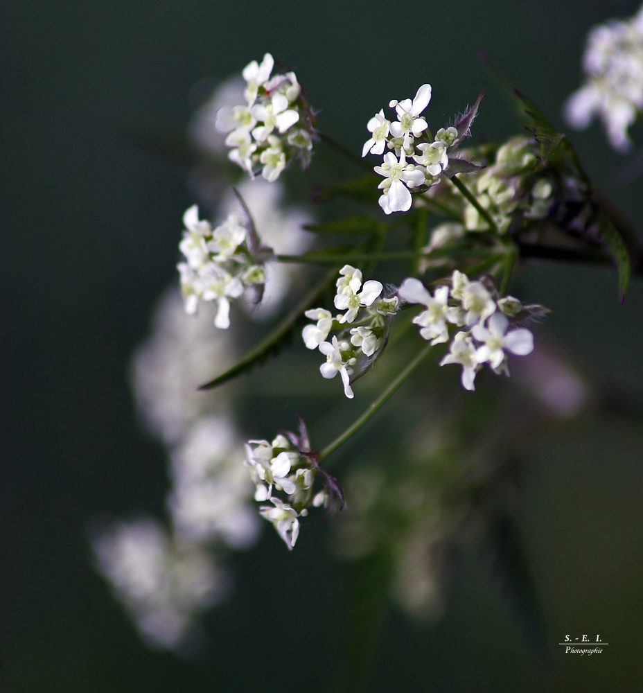 "Wald - Impressionen"