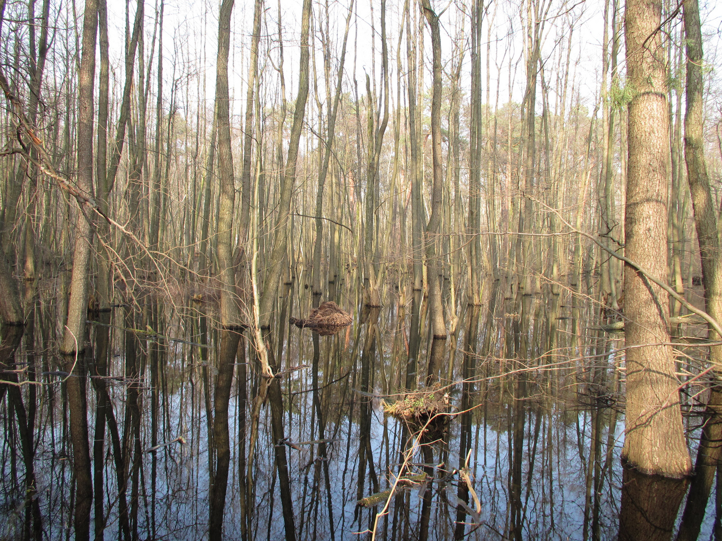 Wald imSee