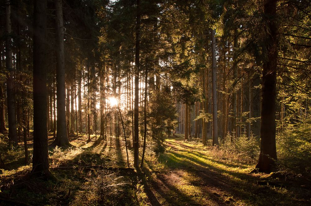 Abendbilder Natur: Eintauchen in die Magie der Abendstimmung