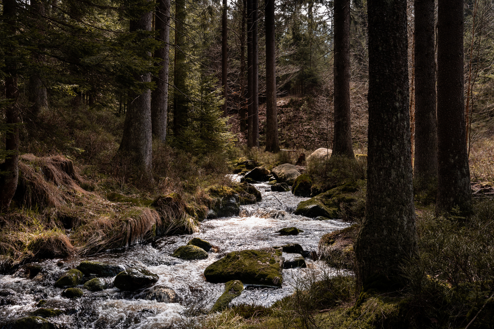 Wald in Bewegung