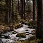 Wald in Bewegung