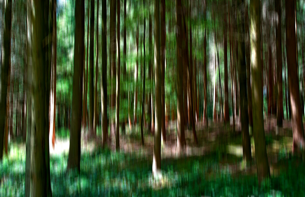 Wald in Bewegung