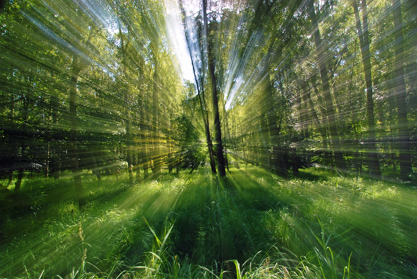 Wald in "Bewegung"