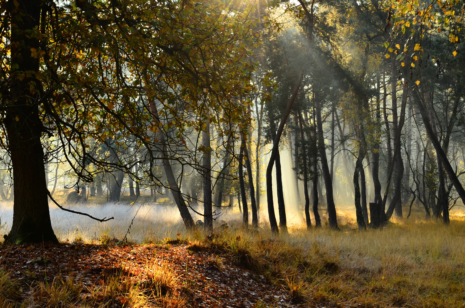 Wald in Brüggen-Bracht