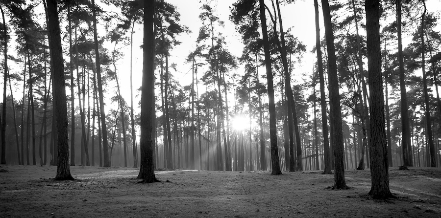 Wald in B/W !