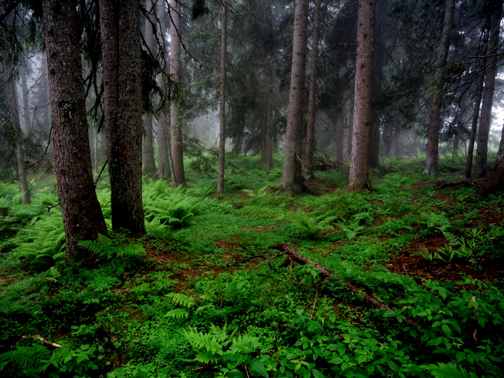 Wald in den Alpen