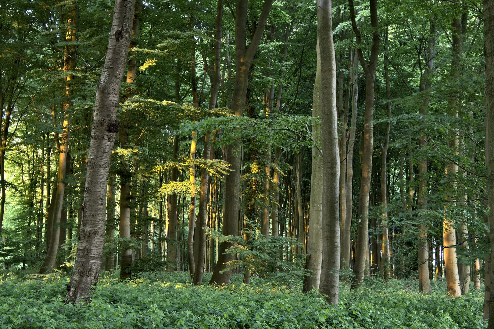 Wald in den Baumbergen