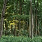 Wald in den Baumbergen