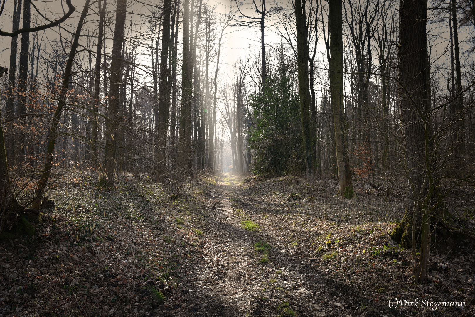 Wald in den Baumbergen - Münsterland