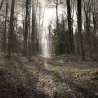 Wald in den Baumbergen - Münsterland