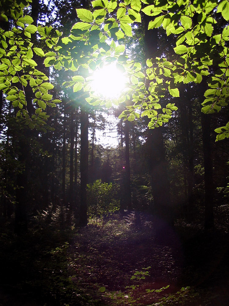 Wald in den letzten Strahlen der Sommersonne 2