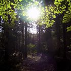 Wald in den letzten Strahlen der Sommersonne 2