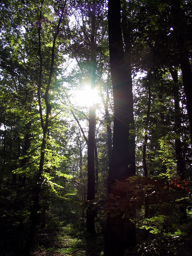 Wald in den letzten Strahlen der Sommersonne 3
