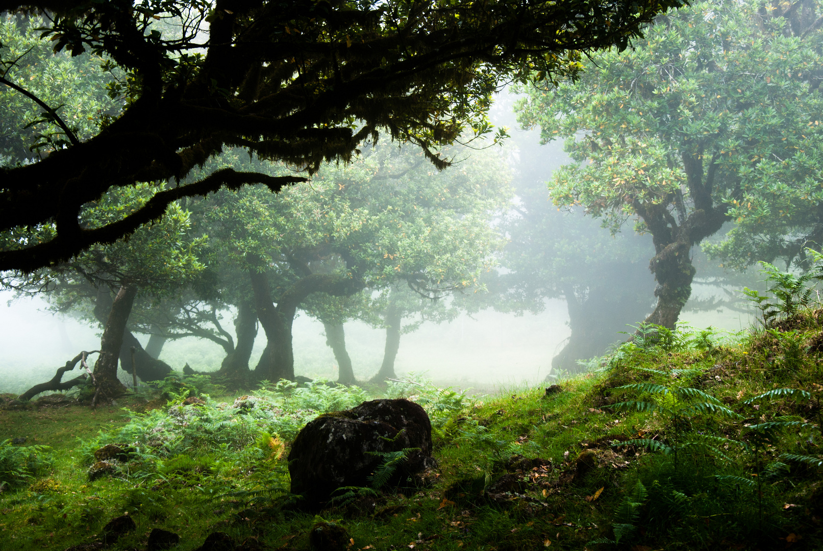 Wald in den Wolken #1