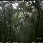 Wald in den Wolken