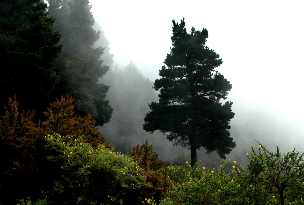 Wald in den Wolken