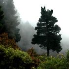 Wald in den Wolken