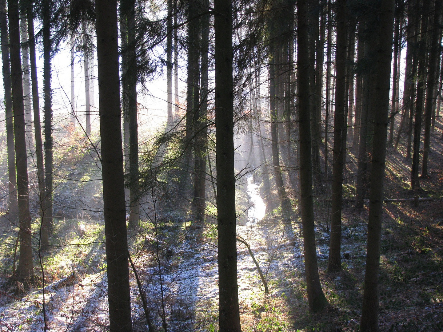 Wald in der Abenddämmerung