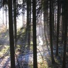 Wald in der Abenddämmerung