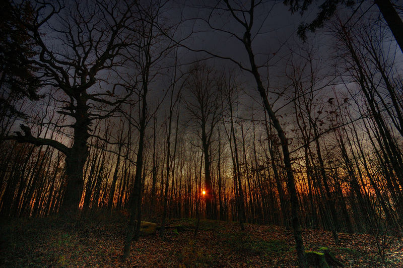 Wald in der Dämmerung - leichtes Tonemapping