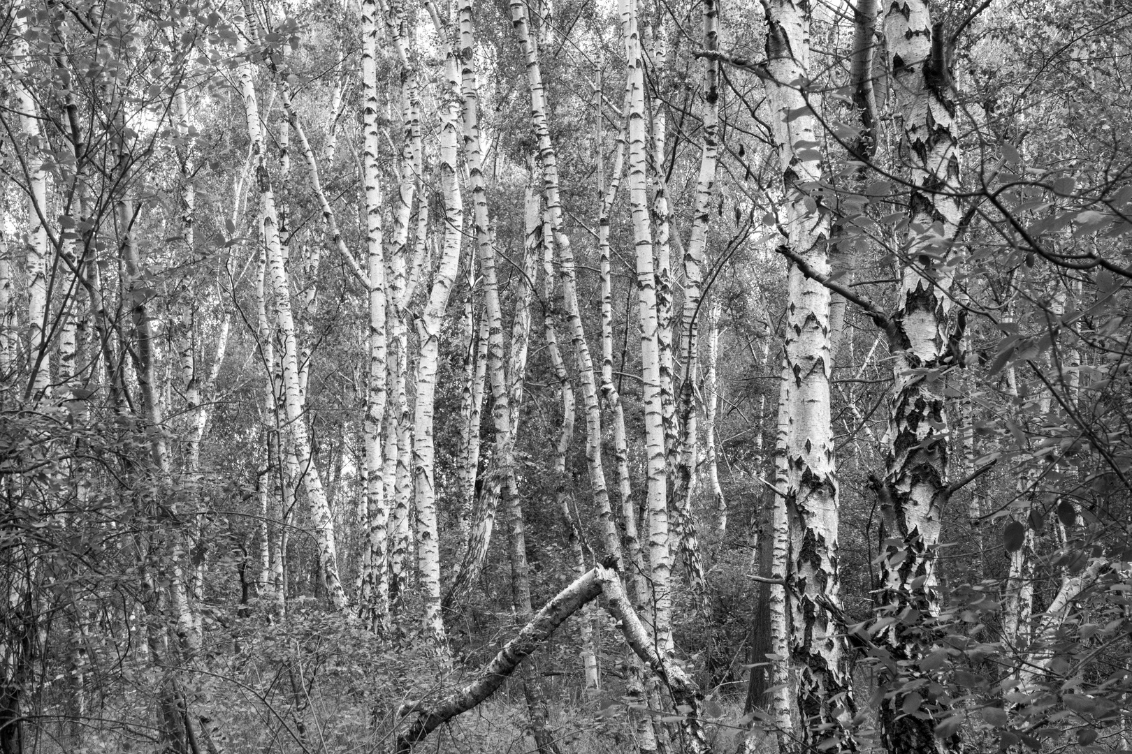 Wald in der Drover Heide