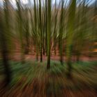 Wald in der Eifel im Winter