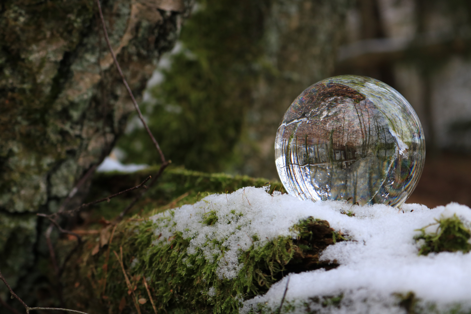 Wald in der Glaskugel bei Schnee