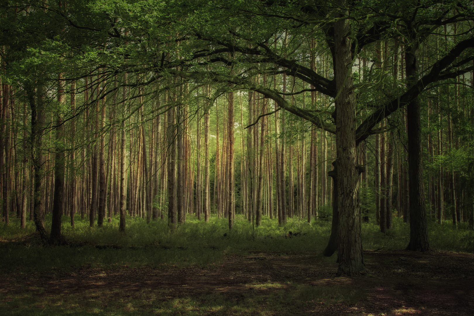 Wald in der Misselhorner Heide