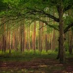 Wald in der Misselhorner Heide