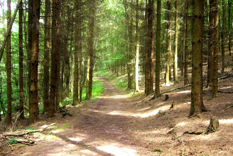 wald in der mittags sonne