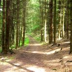 wald in der mittags sonne