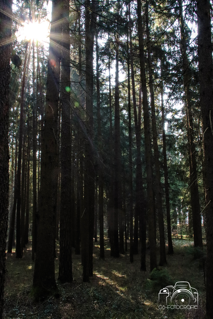 Wald in der Mittagssonne