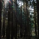 Wald in der Mittagssonne