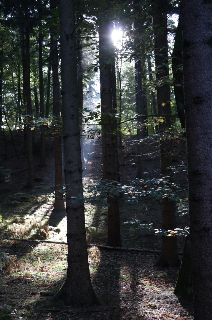 Wald in der Mittagssonne 