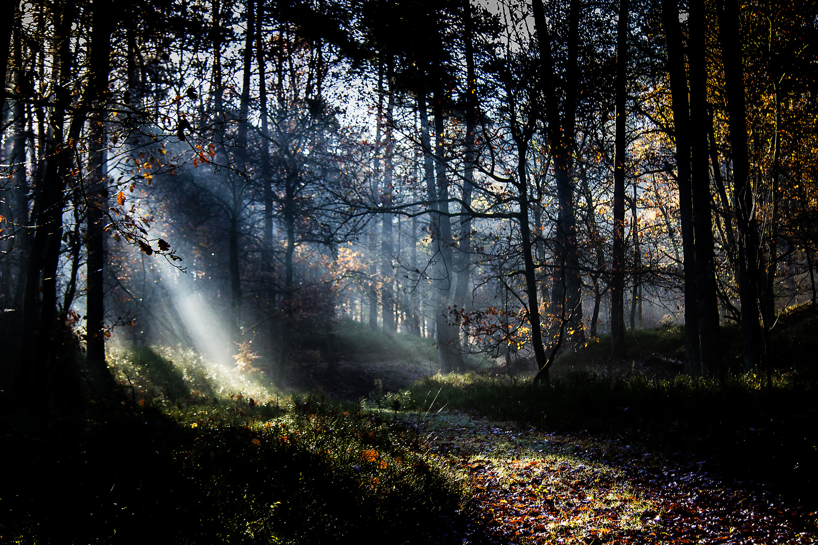 Wald in der Morgensonne